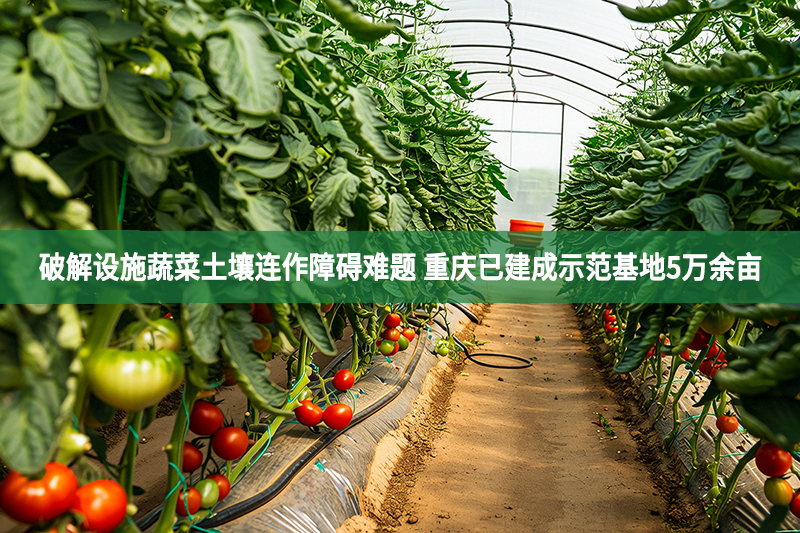破解设施蔬菜土壤连作障碍难题 重庆已建成示范基地5万余亩
