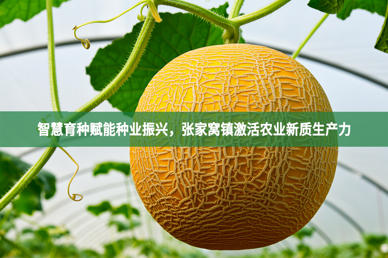 智慧育种赋能种业振兴，张家窝镇激活农业新质生产力