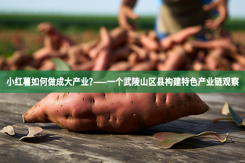 小红薯如何做成大产业?——一个武陵山区县构建特色产业链观察