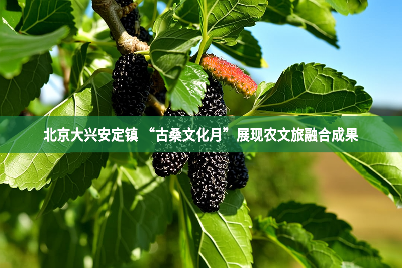 北京大兴安定镇 “古桑文化月”展现农文旅融合成果
