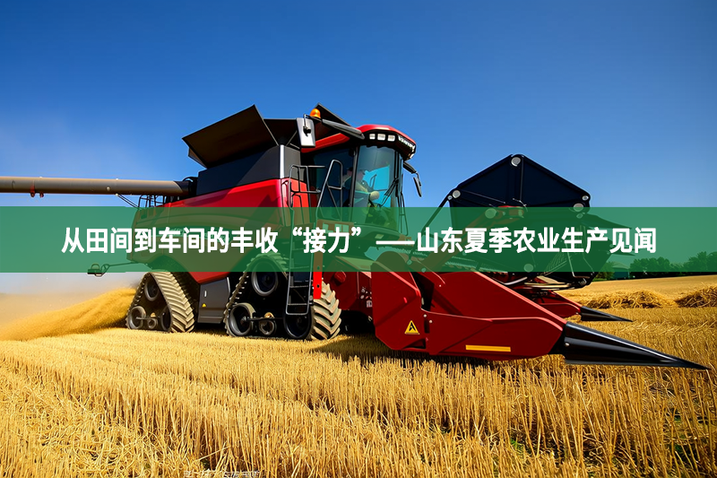 从田间到车间的丰收“接力”——山东夏季农业生产见闻