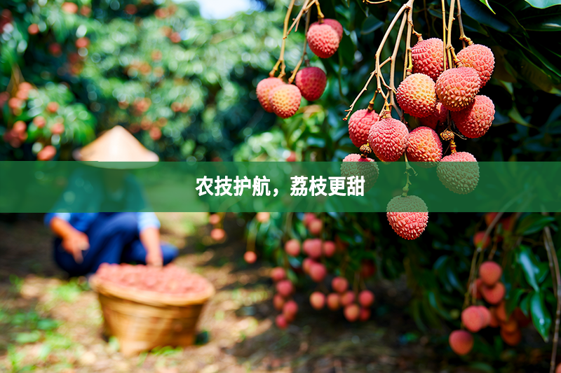 农技护航，荔枝更甜