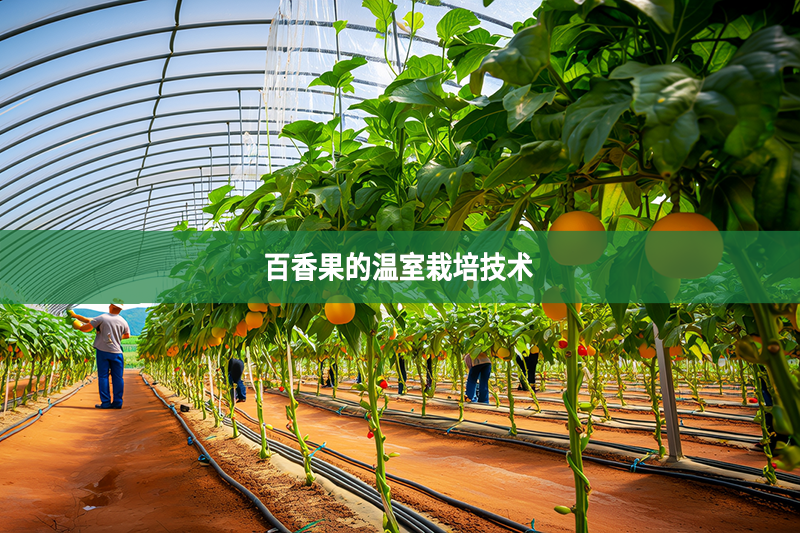 百香果的温室栽培技术