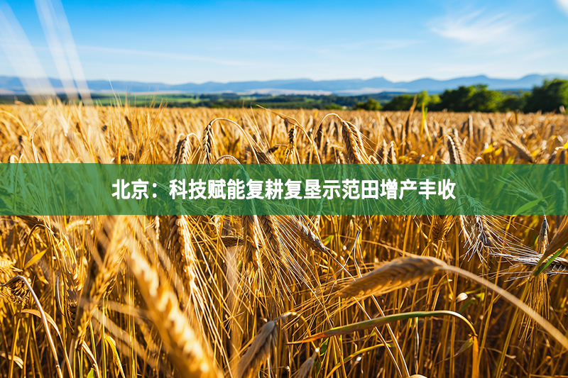 北京：科技赋能复耕复垦示范田增产丰收