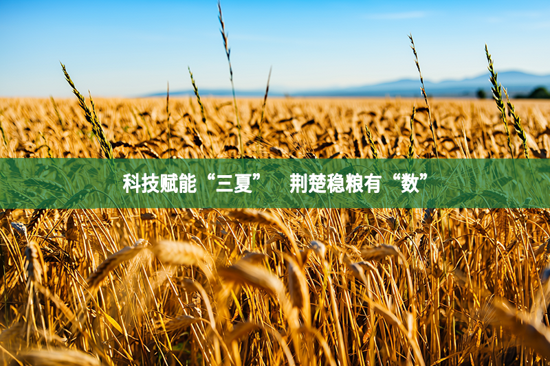 科技赋能“三夏”　荆楚稳粮有“数”
