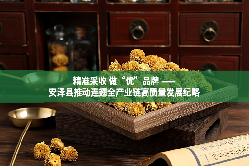 精准采收 做“优”品牌 ——安泽县推动连翘全产业链高质量发展纪略