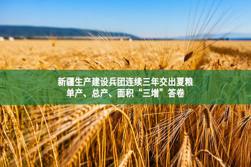 新疆生产建设兵团连续三年交出夏粮单产、总产、面积“三增”答卷