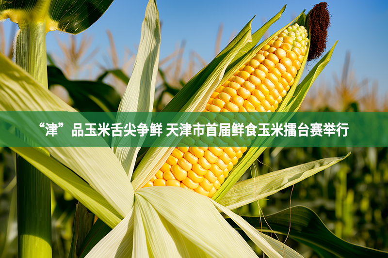 “津”品玉米舌尖争鲜 天津市首届鲜食玉米擂台赛举行