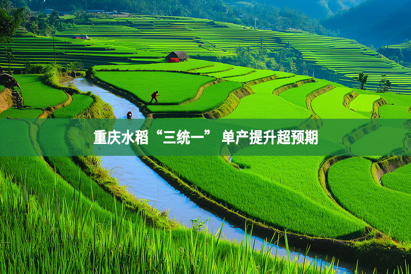 重庆水稻“三统一” 单产提升超预期