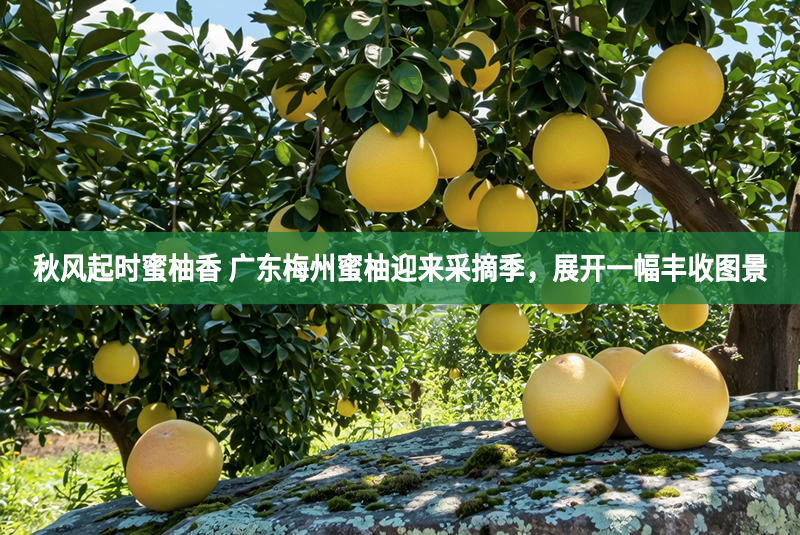 秋风起时蜜柚香 广东梅州蜜柚迎来采摘季，展开一幅丰收图景