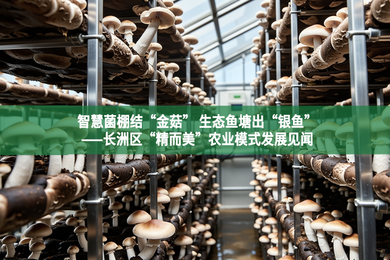 智慧菌棚结“金菇” 生态鱼塘出“银鱼”——长洲区“精而美”农业模式发展见闻