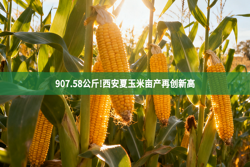 907.58公斤!西安夏玉米亩产再创新高