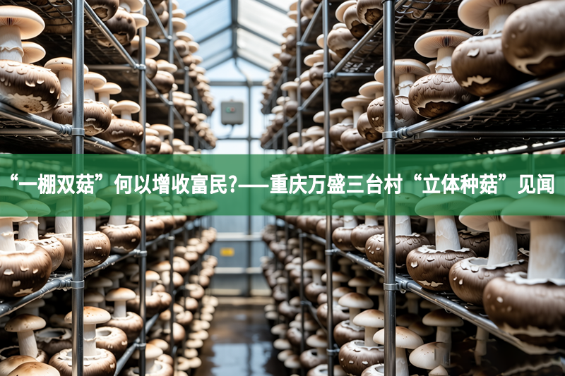 “一棚双菇”何以增收富民?——重庆万盛三台村“立体种菇”见闻