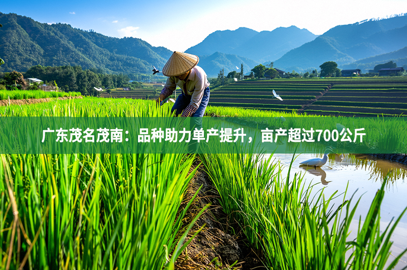 广东茂名茂南：品种助力单产提升，亩产超过700公斤