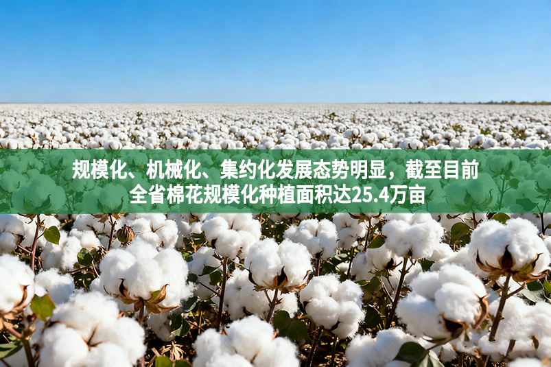 规模化、机械化、集约化发展态势明显，截至目前 全省棉花规模化种植面积达25.4万亩