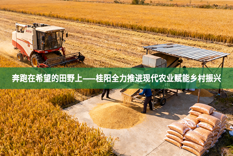 奔跑在希望的田野上——桂阳全力推进现代农业赋能乡村振兴