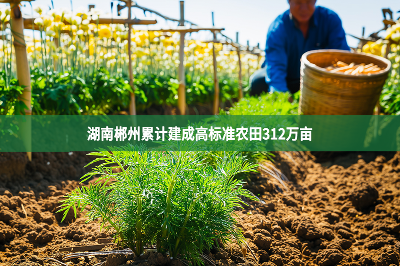 湖南郴州累计建成高标准农田312万亩
