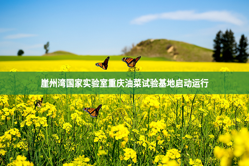 崖州湾国家实验室重庆油菜试验基地启动运行