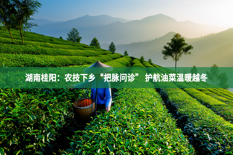 湖南桂阳：农技下乡“把脉问诊” 护航油菜温暖越冬
