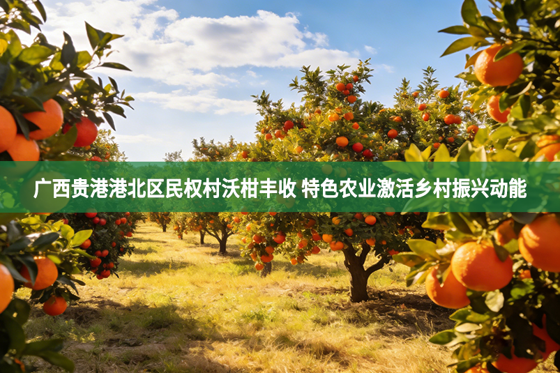 广西贵港港北区民权村沃柑丰收 特色农业激活乡村振兴动能