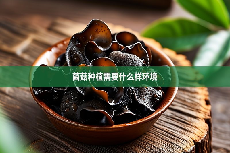 菌菇种植需要什么样环境