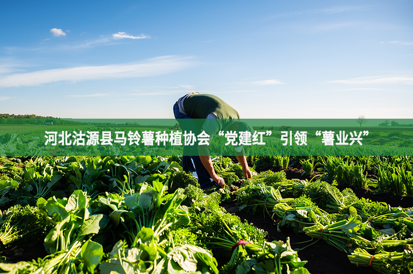 河北沽源县马铃薯种植协会“党建红”引领“薯业兴”
