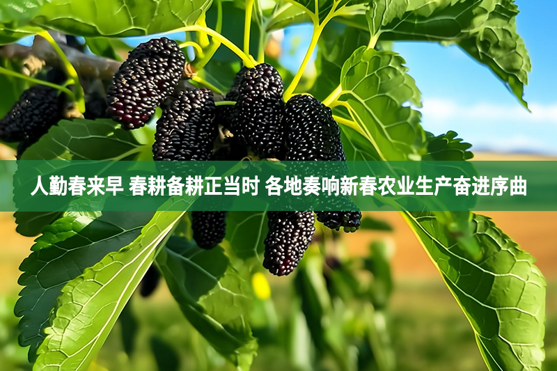 人勤春来早 春耕备耕正当时 各地奏响新春农业生产奋进序曲