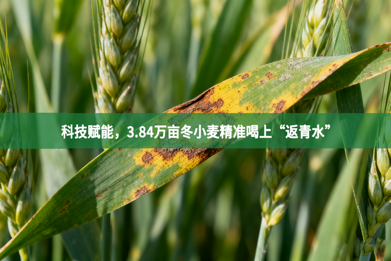 科技赋能，3.84万亩冬小麦精准喝上“返青水”