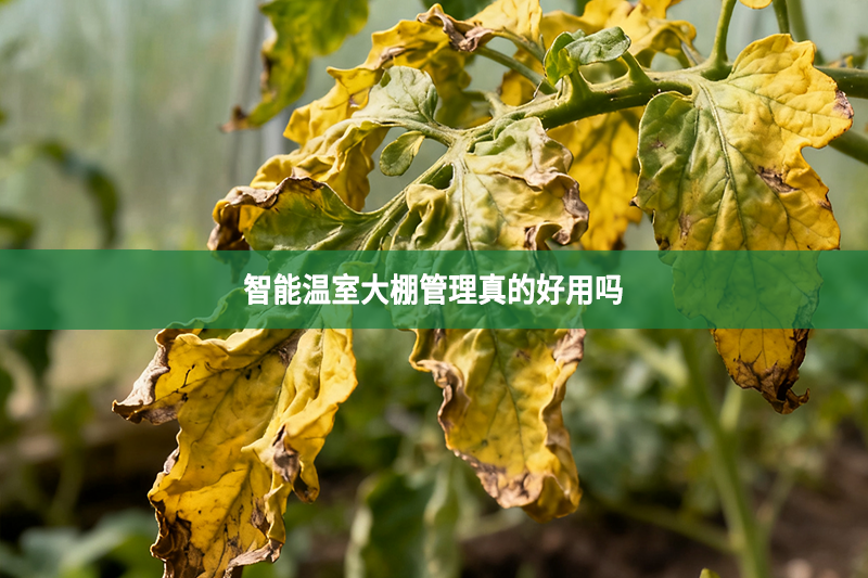智能温室大棚管理真的好用吗