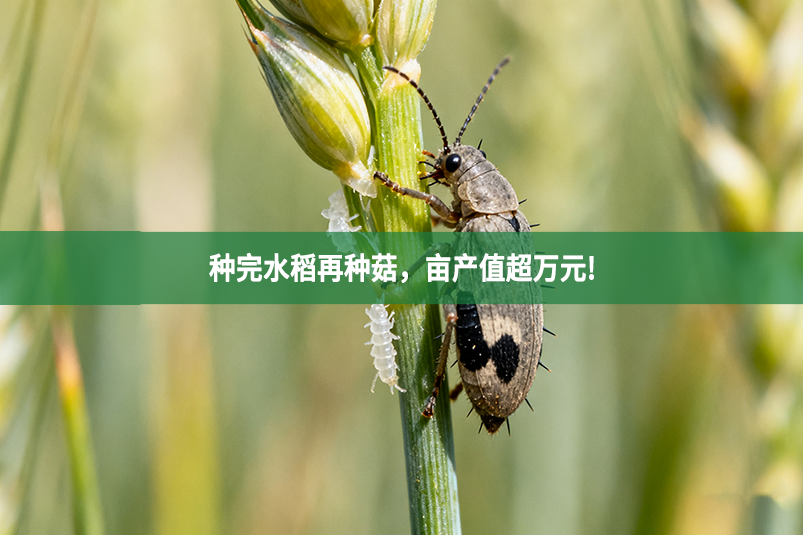 种完水稻再种菇，亩产值超万元!