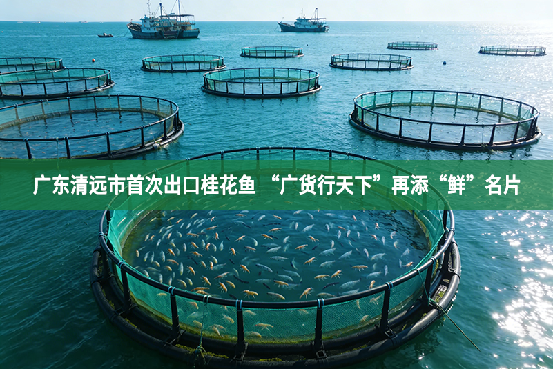 广东清远市首次出口桂花鱼 “广货行天下”再添“鲜”名片