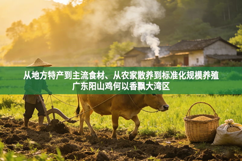 从地方特产到主流食材、从农家散养到标准化规模养殖 广东阳山鸡何以香飘大湾区