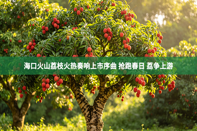 海口火山荔枝火热奏响上市序曲 抢跑春日 荔争上游