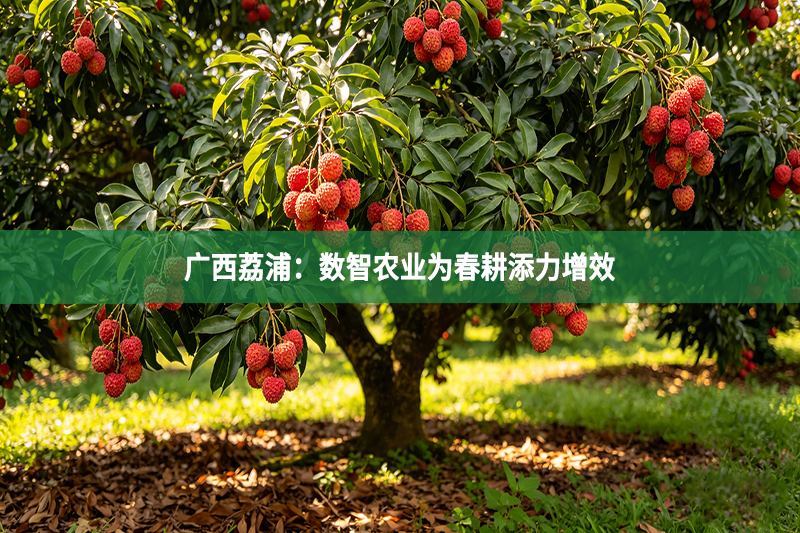 广西荔浦：数智农业为春耕添力增效
