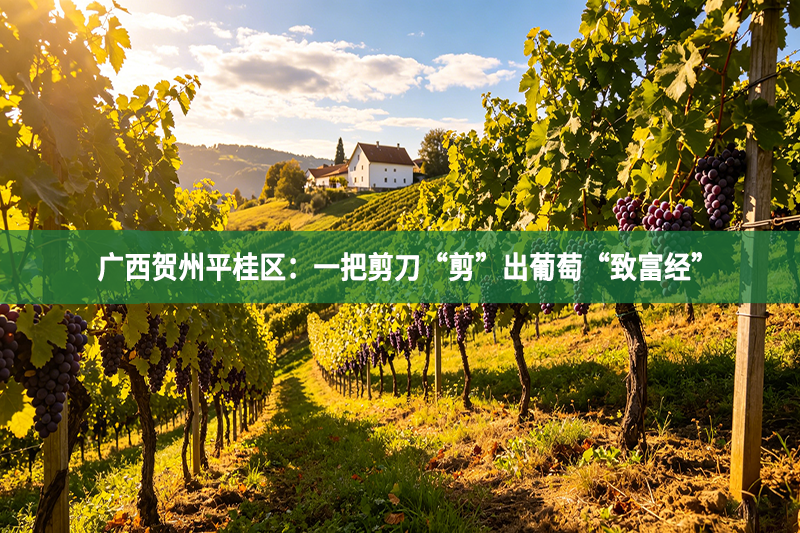 广西贺州平桂区：一把剪刀“剪”出葡萄“致富经”