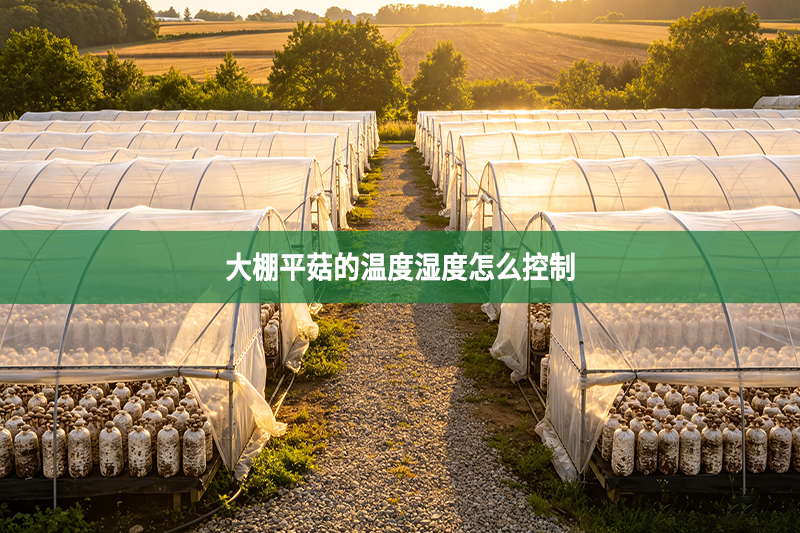 大棚平菇的温度湿度怎么控制