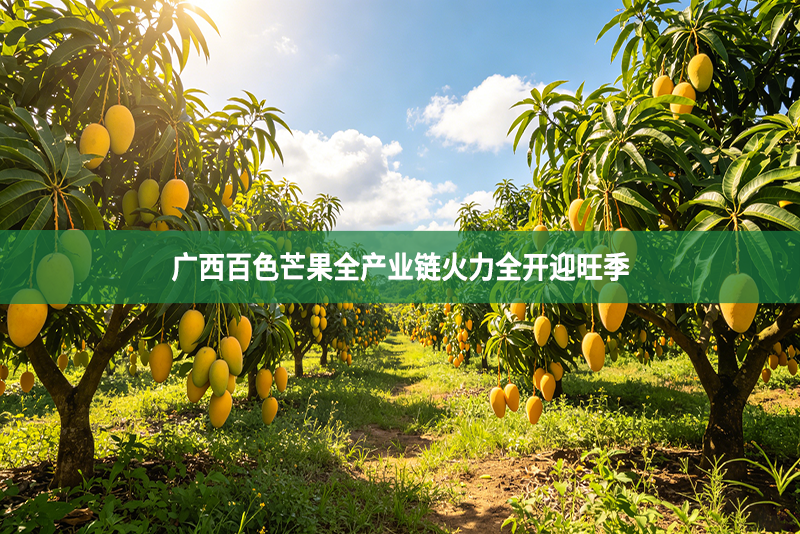 广西百色芒果全产业链火力全开迎旺季