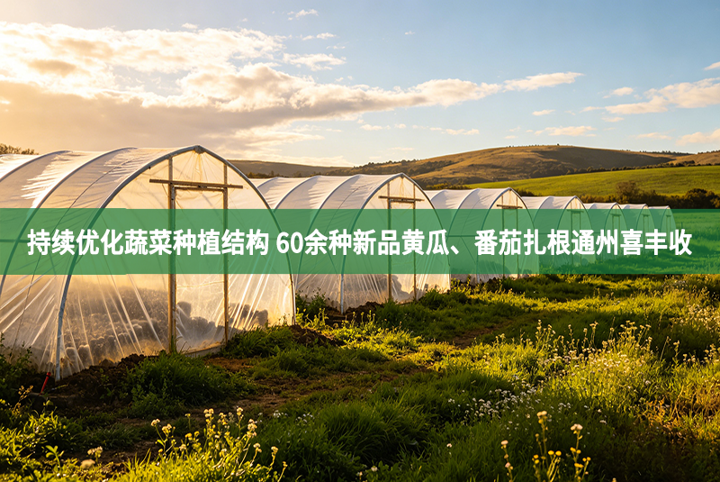 持续优化蔬菜种植结构 60余种新品黄瓜、番茄扎根通州喜丰收