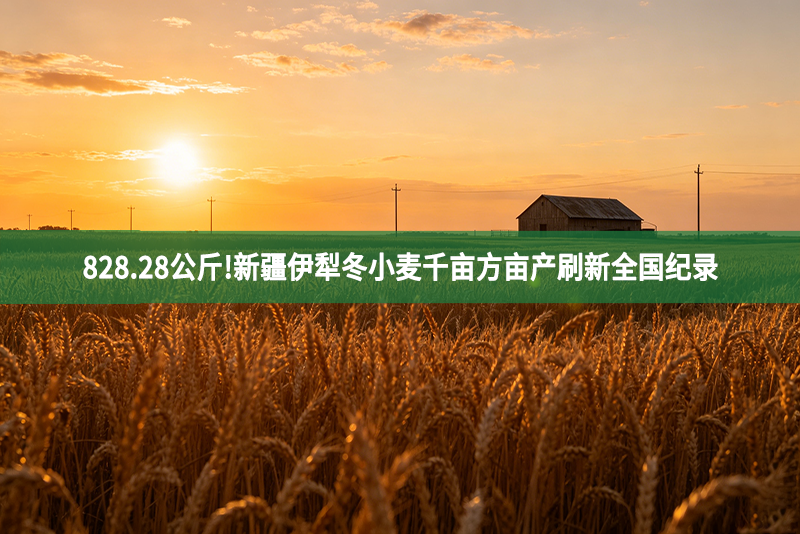 828.28公斤!新疆伊犁冬小麦千亩方亩产刷新全国纪录