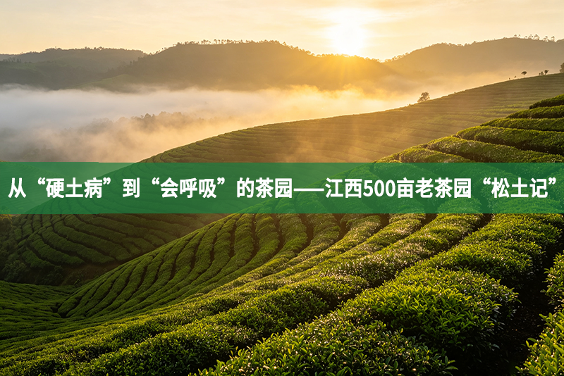 从“硬土病”到“会呼吸”的茶园——江西500亩老茶园“松土记