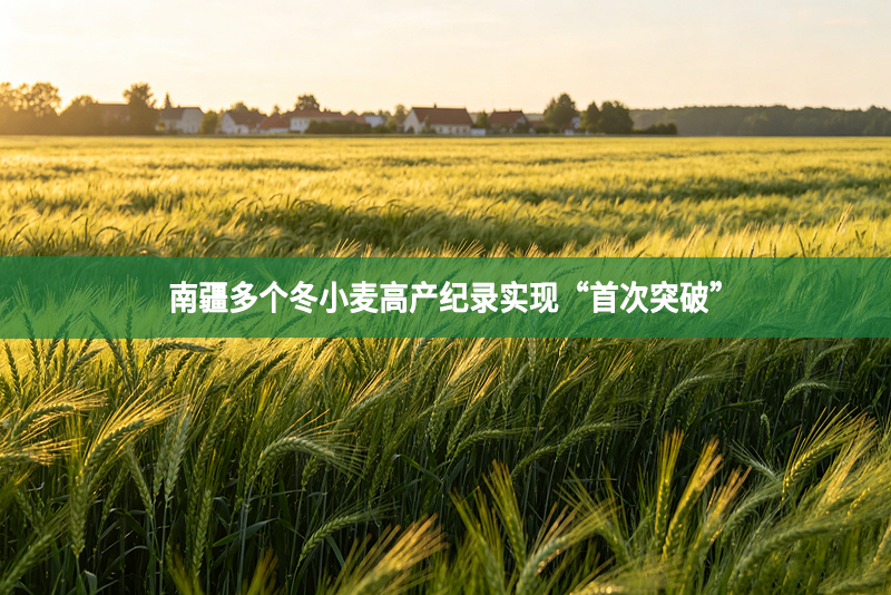 南疆多个冬小麦高产纪录实现“首次突破”