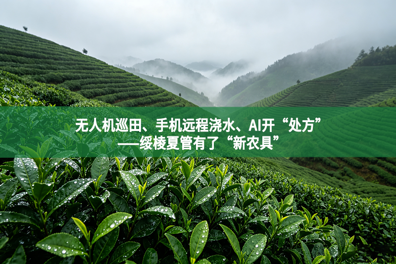 无人机巡田、手机远程浇水、AI开“处方”——绥棱夏管有了“新农具”