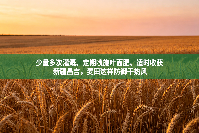 少量多次灌溉、定期喷施叶面肥、适时收获 新疆昌吉，麦田这样防御干热风