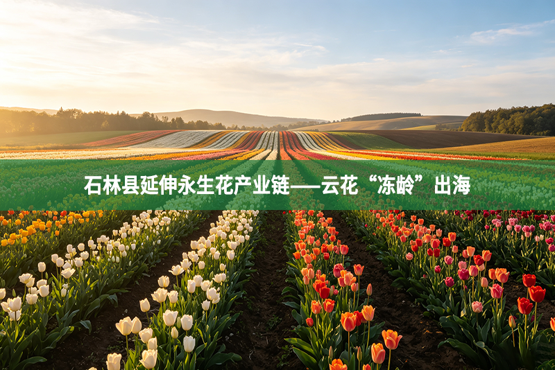 石林县延伸永生花产业链——云花“冻龄”出海