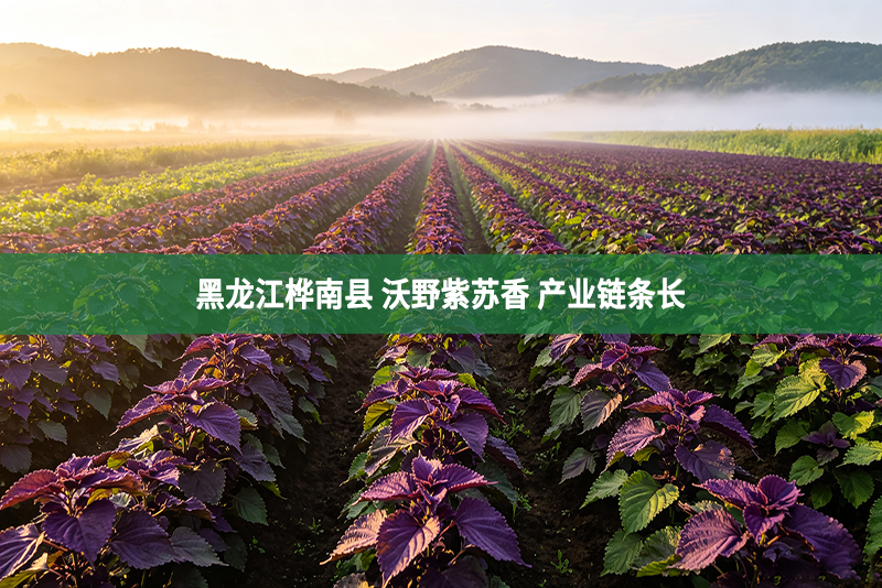 黑龙江桦南县 沃野紫苏香 产业链条长