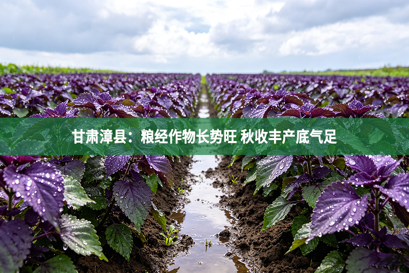 甘肃漳县：粮经作物长势旺 秋收丰产底气足