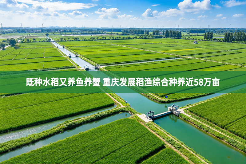 既种水稻又养鱼养蟹 重庆发展稻渔综合种养近58万亩