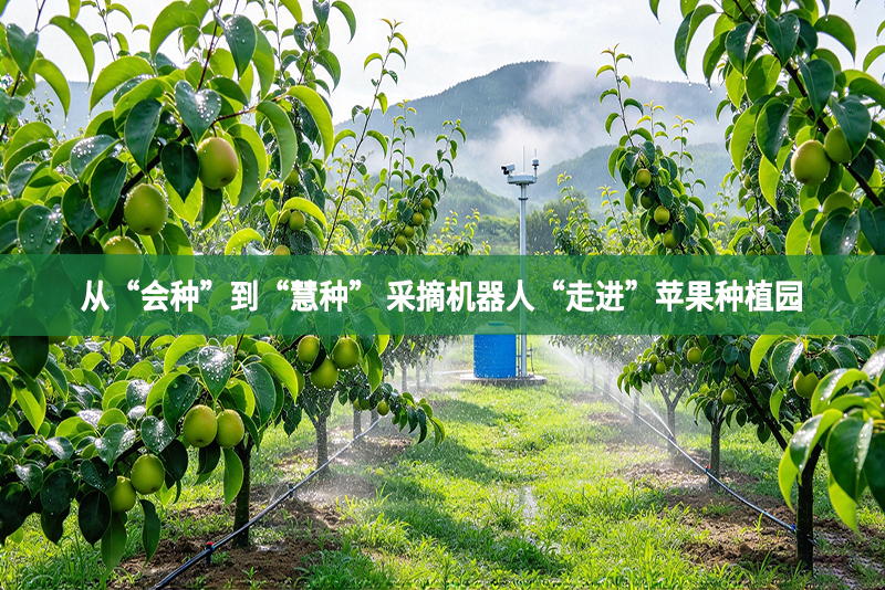 从“会种”到“慧种” 采摘机器人“走进”苹果种植园